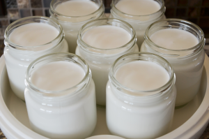 kefir