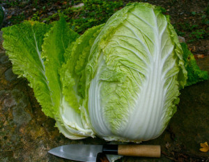 Kimchi