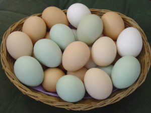 pastured eggs